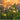 Solar Firefly Lights Alostoura lighting